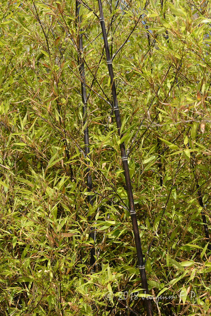 Bambu negro