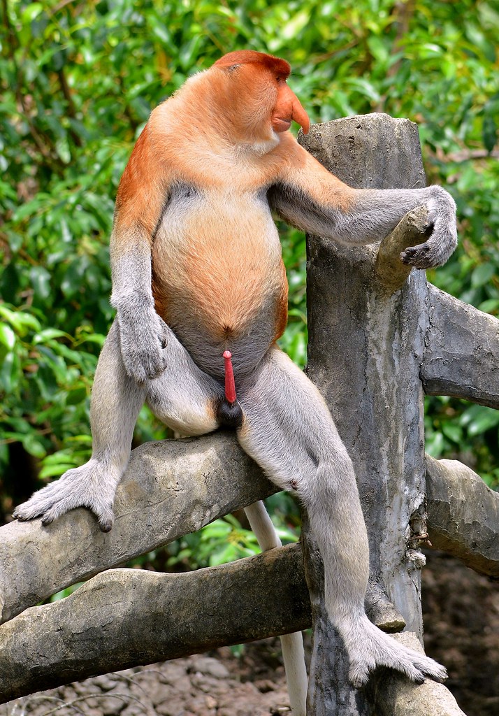 Monkey sex shows