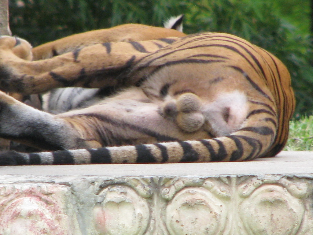 Хорошая бестия сидит голой попой на тигром покрывале