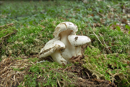 Ивишень (Clitopilus prunulus) Автор фото: Amadej Trnkoczy (Slovenija)