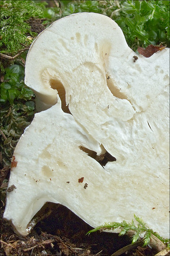 Ивишень (Clitopilus prunulus) Автор: Amadej Trnkoczy (Slovenija)