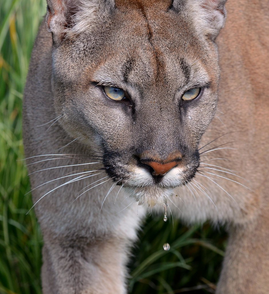 Thirsty cougar
