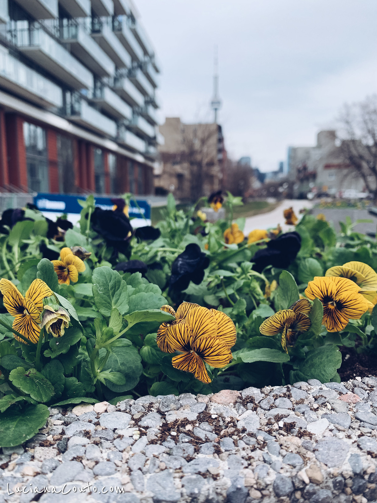 Spring in Toronto