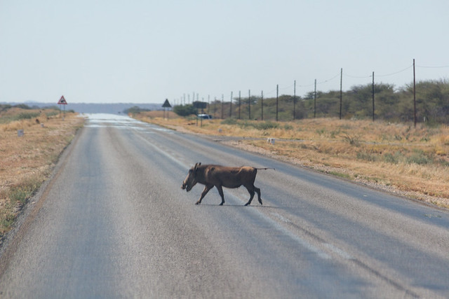why did the warthog cross the road?