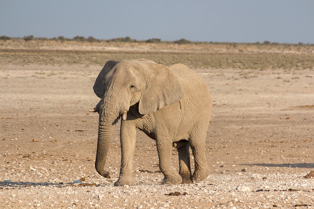 elephant @ Nebrowni waterhole