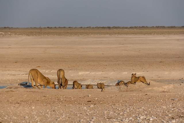 lions having a drink