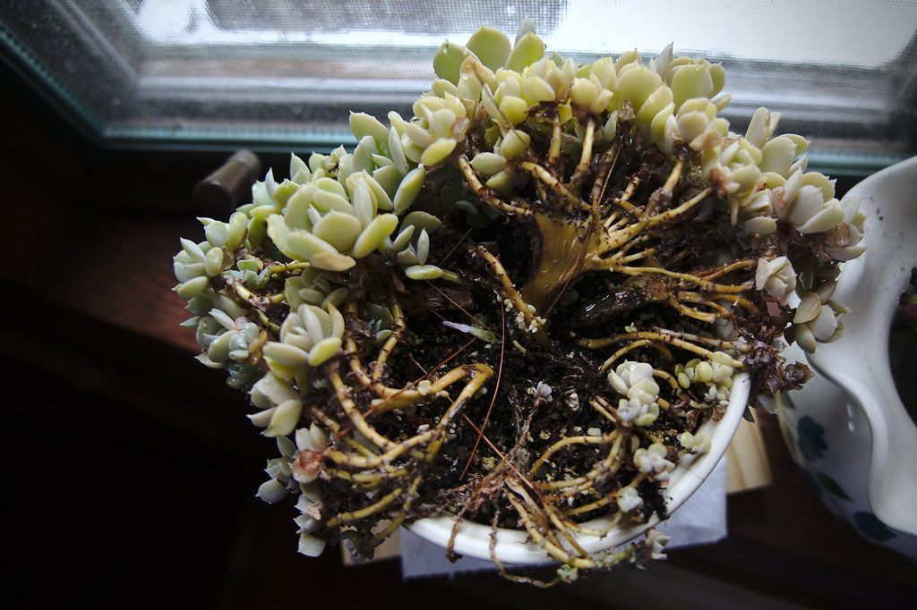 Crassula sarcocaulis Ken Aslet | World of Succulents