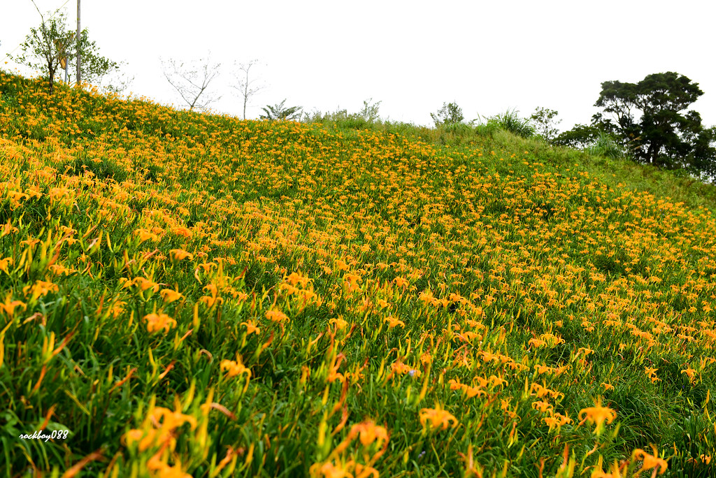 Orange Daylily , Taitung