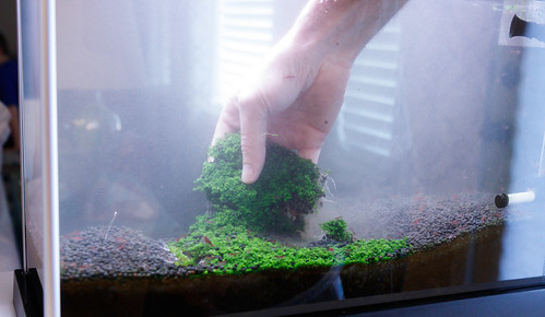 removing HC cuba grass in plated nano aquarium
