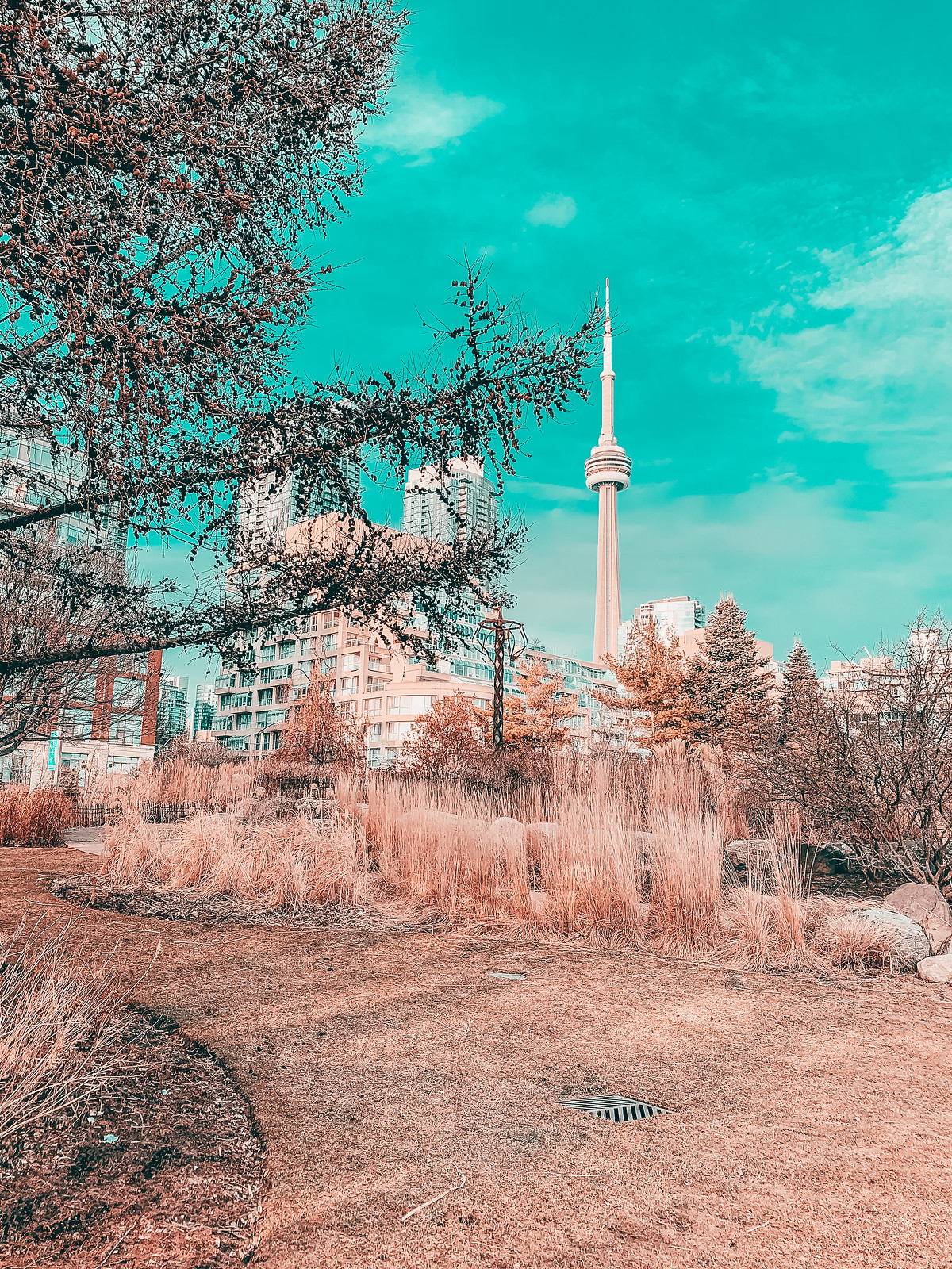 Toronto Blog