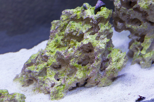 flourescent green algae on new dry rock