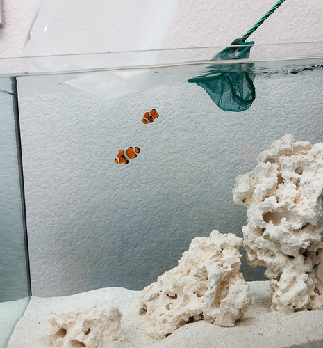 adding a pair of ocellaris clownfish to an EVO 13.5 saltwater nano. 