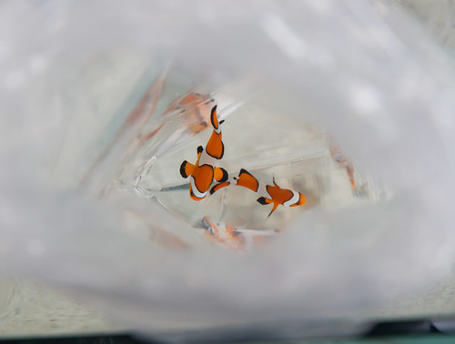 pair of ocellaris clownfish in bag for acclimation