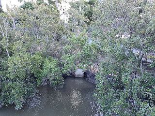 Little Creek outlet Brisbane River