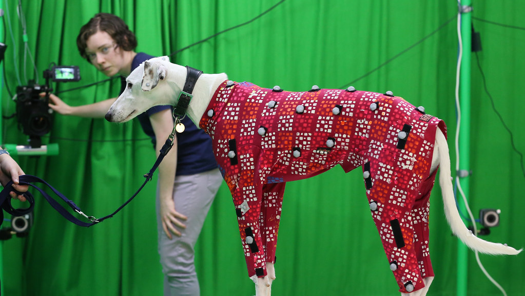 Dog wearing a motion capture suit in a green screen studio; researcher adjusting a camera in the background
