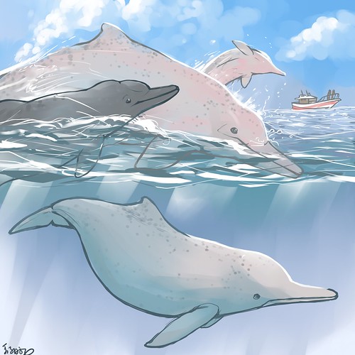 臺灣白海豚 | 相片擁有者 TEIA - 台灣環境資訊協會