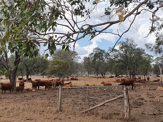 The Darling Downs was opened up by pastoralist