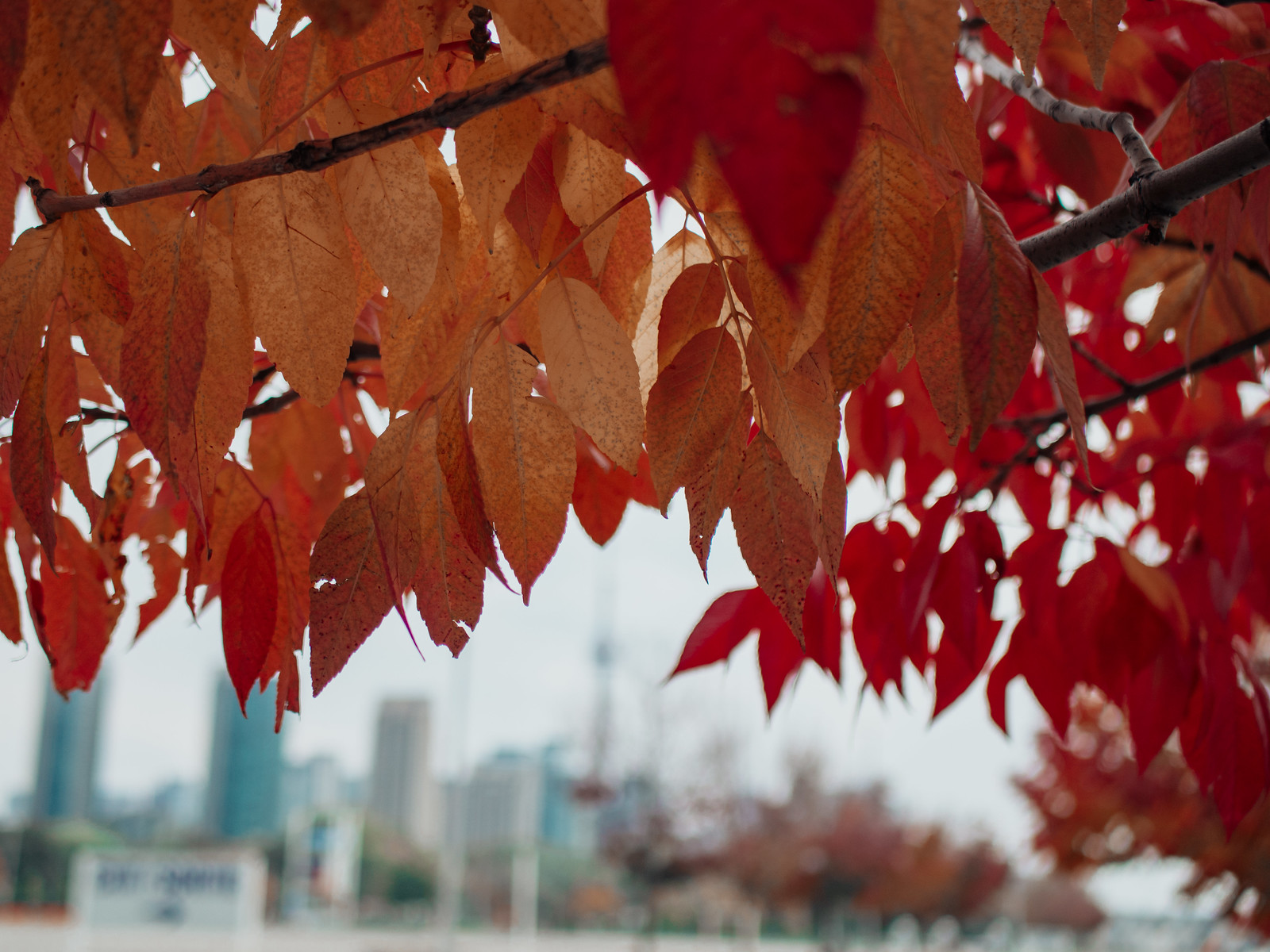 Fall in Toronto