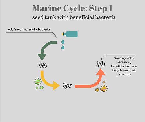 Saltwater Aquarium Cycle Step 1 Seed Tank with Beneficial Bacteria