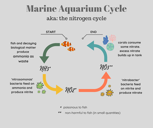 Marine Aquarium Cycle Diagram