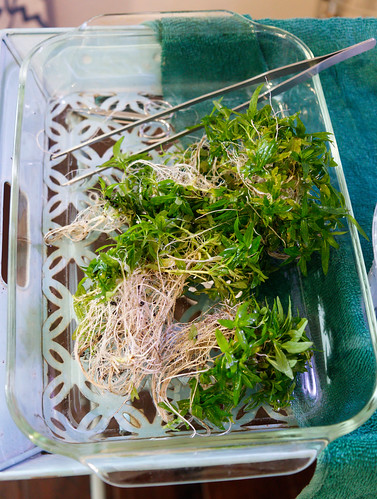Staurogyne Repens root growth from ADA Amazonia Substrate