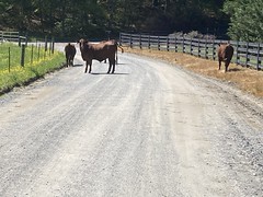Cows in the Road 
	