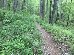 Some Beautiful Trail off of Daniel Ridge 
	