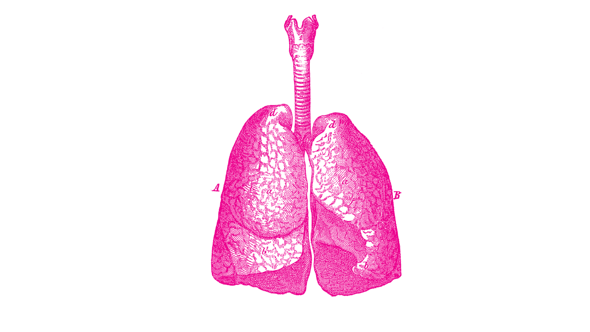 人体肺部线条图