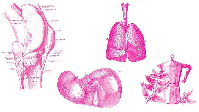 A collage of anatomical line drawings