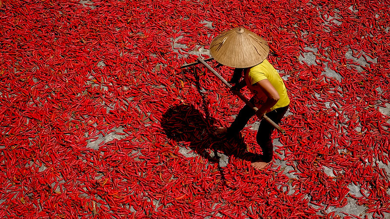 从上往下看，一个农民摆着鲜红的辣椒.