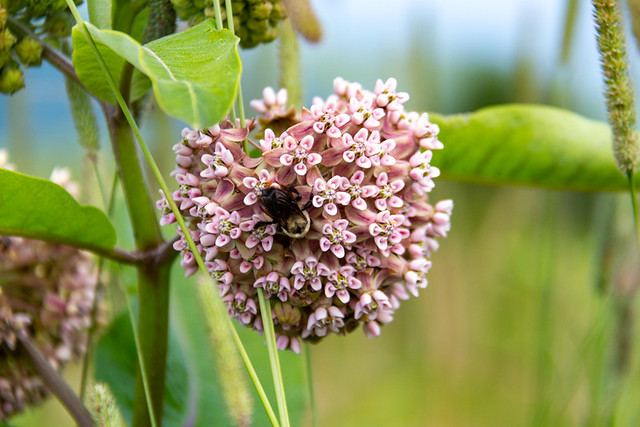 bee on common milkweed