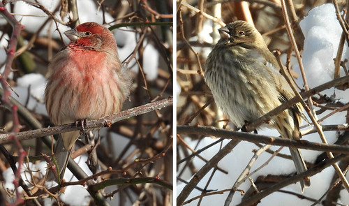 House Finch (M/F) - Durand Eastman Park -©Eunice Thein - 2022年1月4日