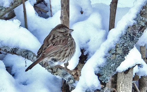 Song Sparrow - Irondequoit Bay Park West -©Candace Giles - 2022年1月4日