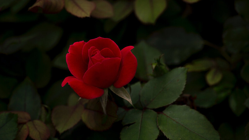 一个红色的花的特写图像 