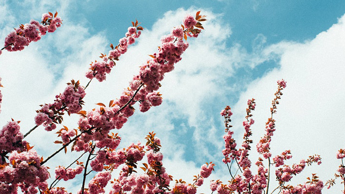 粉红色的花朵，背景是蓝色的天空 