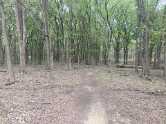 Trail Through Open Woods 
	
