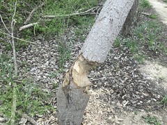 Beaver Damage 
	