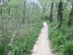 Trail In the Woods 
	