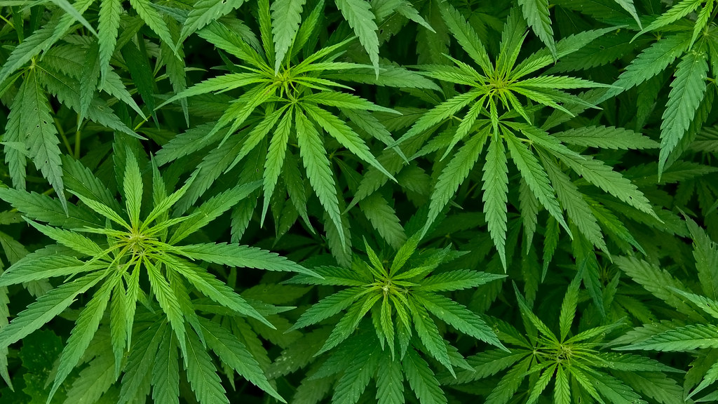 大麻植物图片.