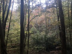 Fall Woods 
