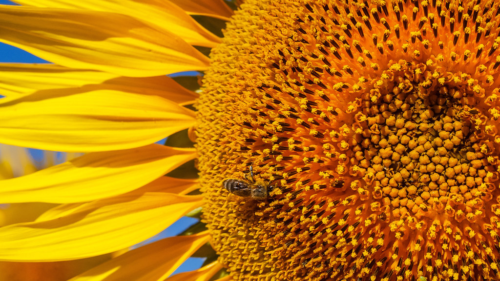 蜜蜂为向日葵授粉