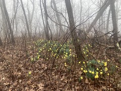 Daffodils on Hawk Mountain 