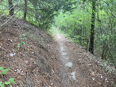 Sidehill at the Hulk Trail 