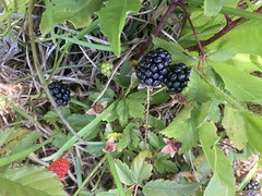 Close-Up Blackberries 