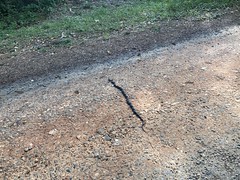 Black Rat Snake 