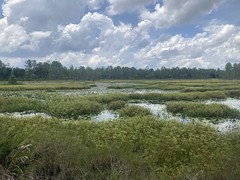 Wetlands off Panther Trail 