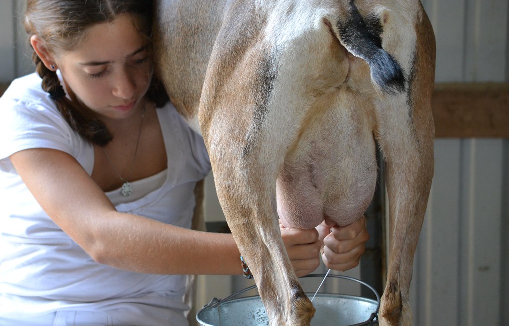Огромные молочное дойки девушки 