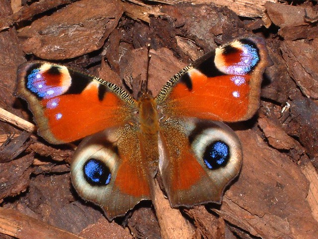 Butterfly on bark chip
