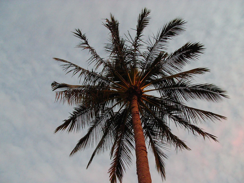 Sky Palm