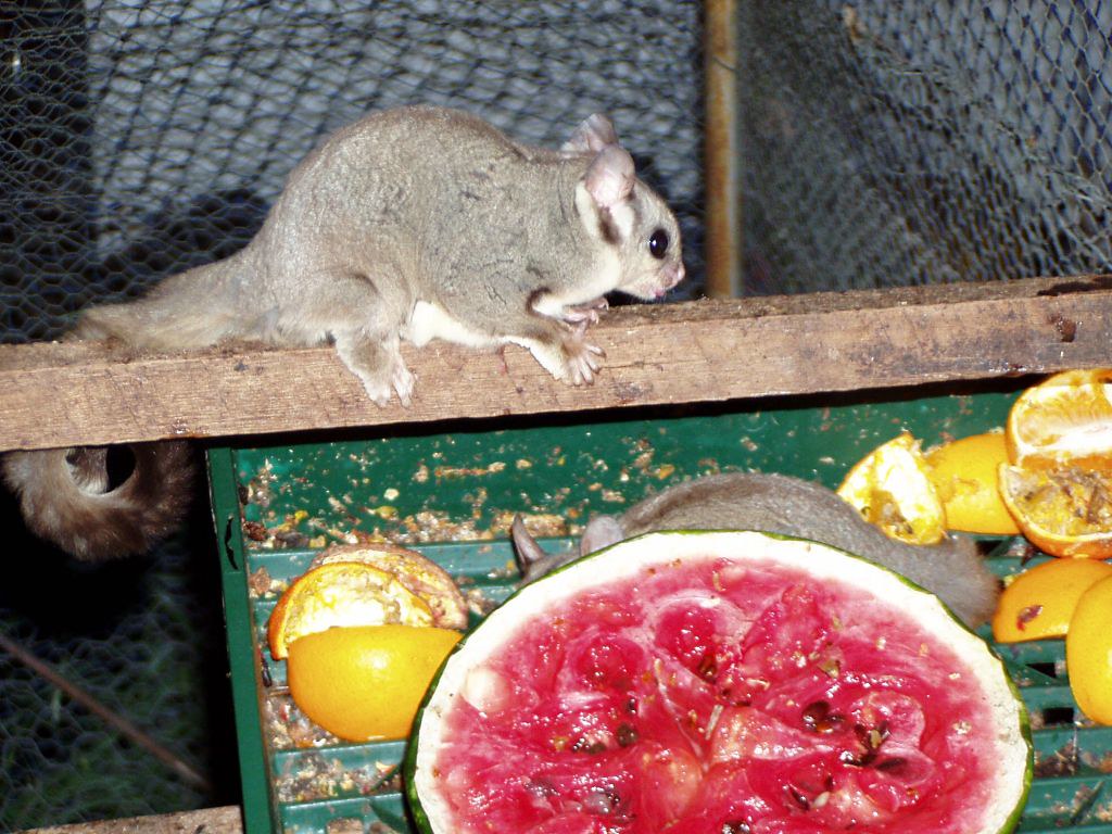 PA280082 | A sugar glider raised by my father Geotagged | AdaMacey | Flickr